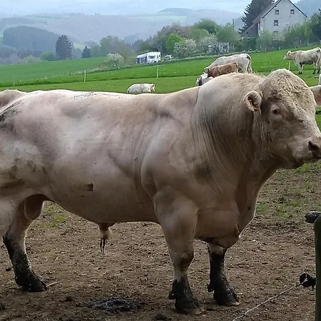 Urlaub Mit Hund Auf Dem Bauernhof Hofswald Euscheid