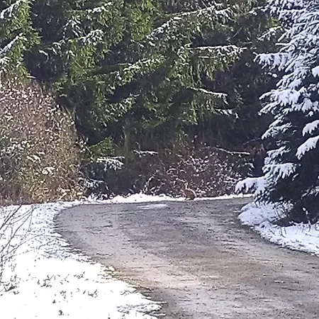 Urlaub Mit Hund Auf Dem Bauernhof Hofswald