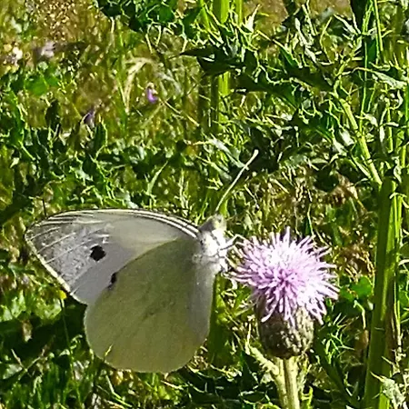 Appartement Urlaub Mit Hund Auf Dem Bauernhof Hofswald