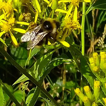 Appartement Urlaub Mit Hund Auf Dem Bauernhof Hofswald *
