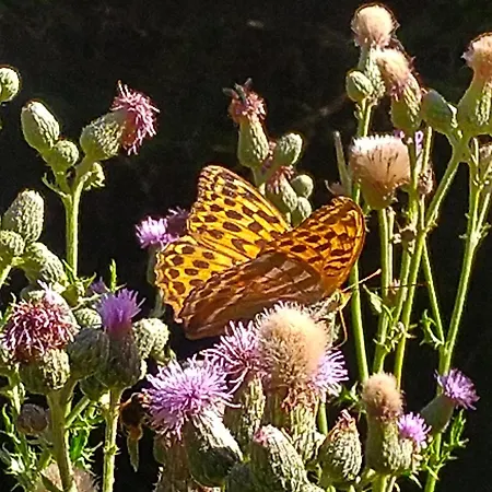 Urlaub Mit Hund Auf Dem Bauernhof Hofswald Apartment Euscheid
