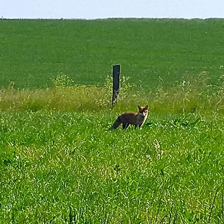 Urlaub Mit Hund Auf Dem Bauernhof Hofswald Euscheid