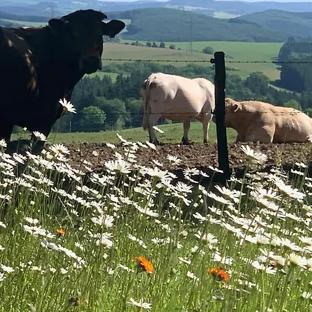 Urlaub Mit Hund Auf Dem Bauernhof Hofswald * Euscheid