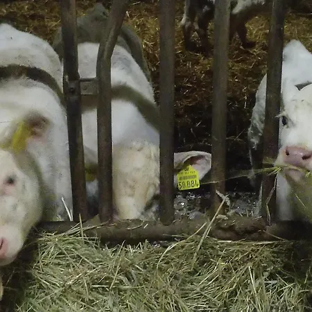 Urlaub Mit Hund Auf Dem Bauernhof Hofswald *