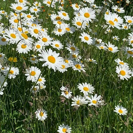 Apartment Urlaub Mit Hund Auf Dem Bauernhof Hofswald