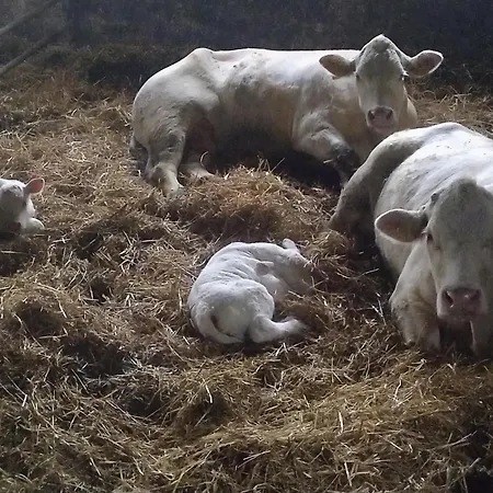 Urlaub Mit Hund Auf Dem Bauernhof Hofswald Appartement *