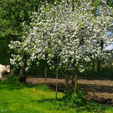 Apartment Urlaub Mit Hund Auf Dem Bauernhof Hofswald