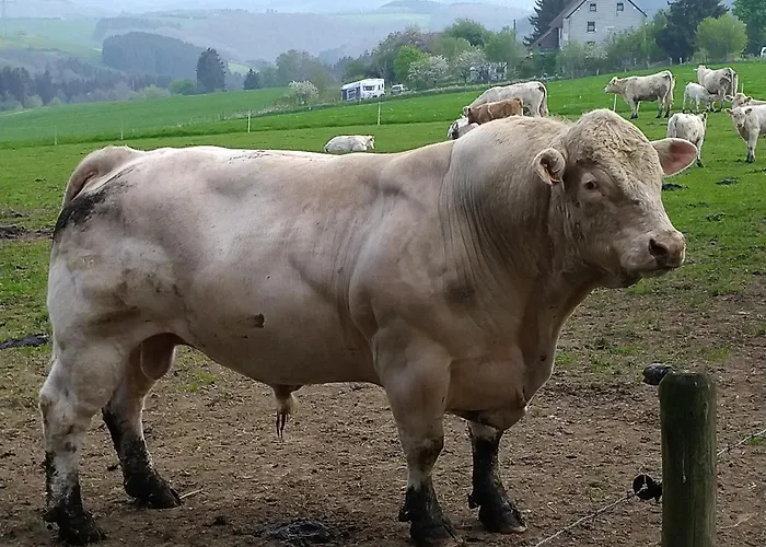 Urlaub Mit Hund Auf Dem Bauernhof Hofswald Euscheid