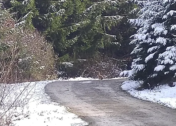 Urlaub Mit Hund Auf Dem Bauernhof Hofswald