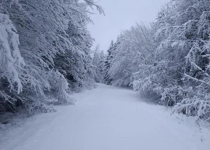 Urlaub Mit Hund Auf Dem Bauernhof Hofswald Appartement *