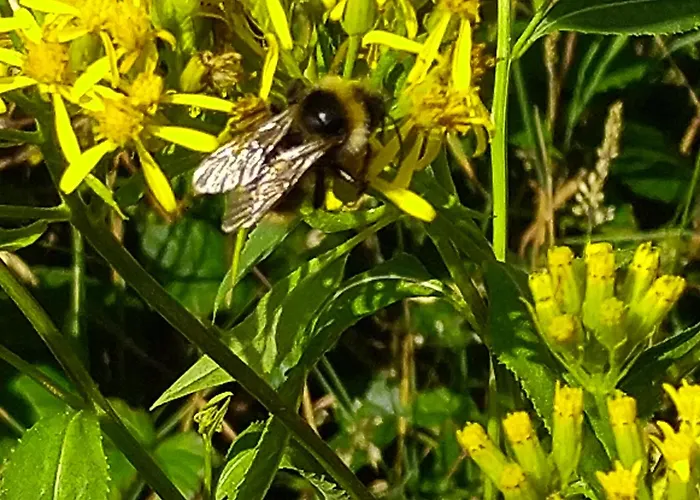 Appartement Urlaub Mit Hund Auf Dem Bauernhof Hofswald *
