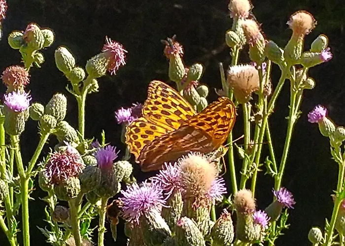Urlaub Mit Hund Auf Dem Bauernhof Hofswald Appartement Euscheid