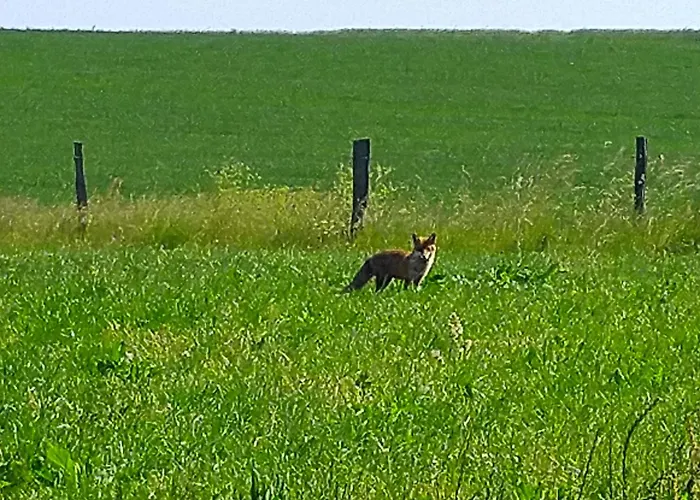Urlaub Mit Hund Auf Dem Bauernhof Hofswald Euscheid