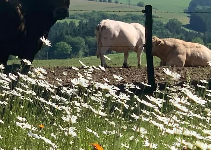Urlaub Mit Hund Auf Dem Bauernhof Hofswald * Euscheid