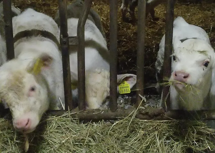 Urlaub Mit Hund Auf Dem Bauernhof Hofswald *
