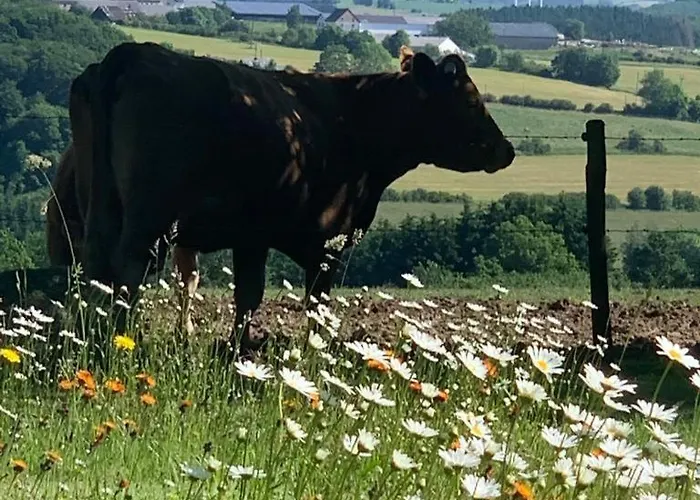 Urlaub Mit Hund Auf Dem Bauernhof Hofswald Euscheid
