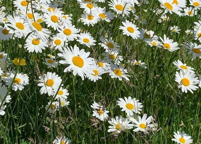 Appartement Urlaub Mit Hund Auf Dem Bauernhof Hofswald