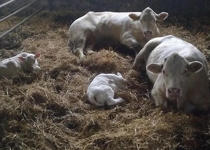 Urlaub Mit Hund Auf Dem Bauernhof Hofswald Appartement *