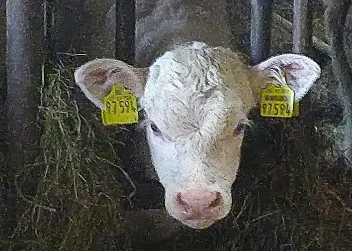 Urlaub Mit Hund Auf Dem Bauernhof Hofswald *